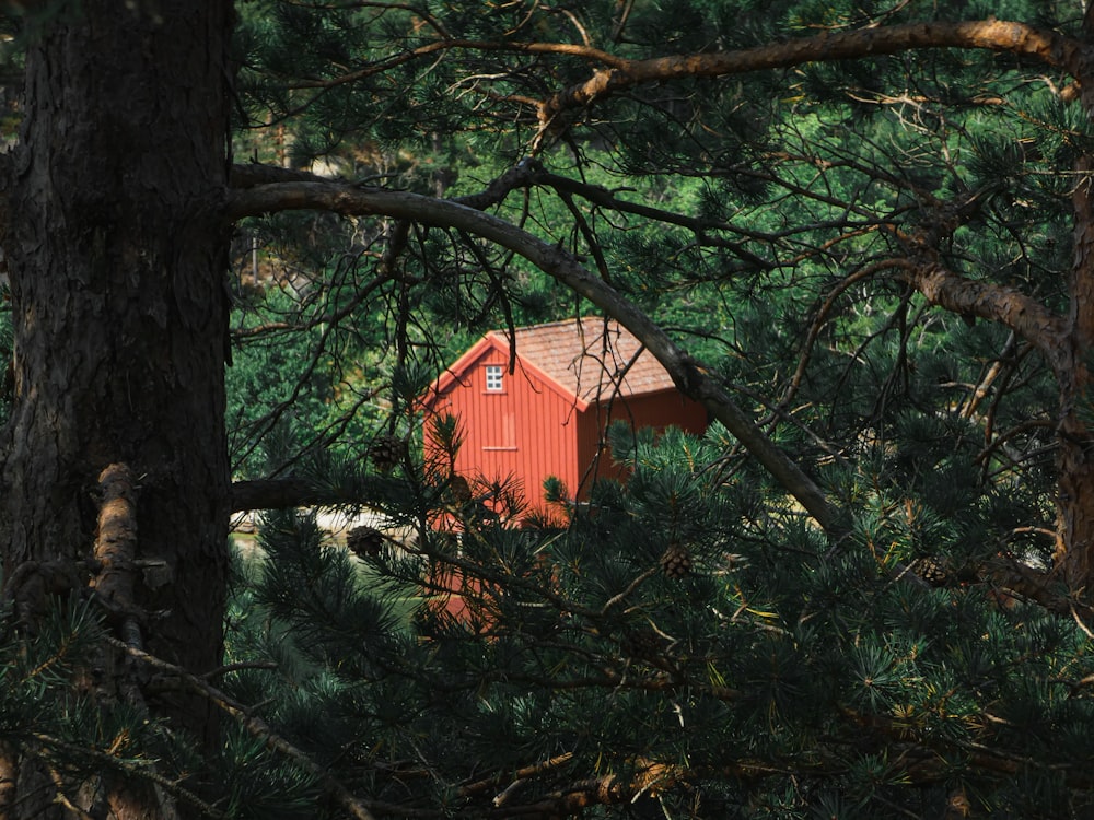 a red house in a tree