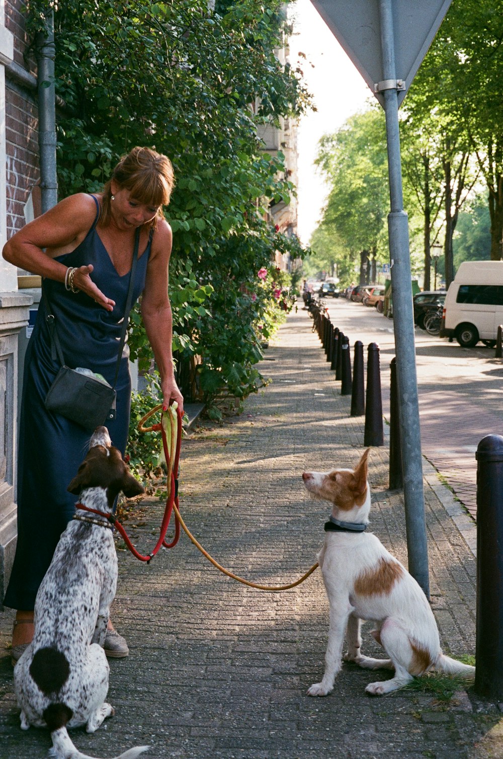 a person walking two dogs