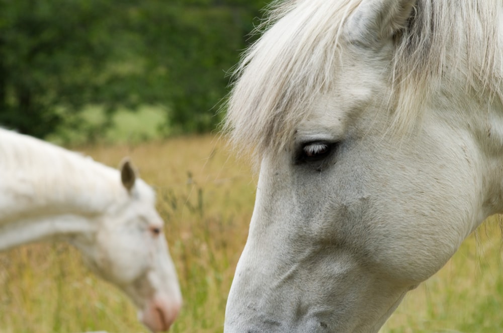 a close up of a horse standing on top of a lush green field