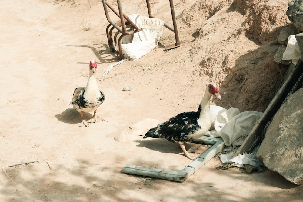 a group of chickens on a sandy beach