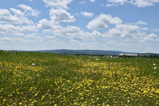 a field of flowers