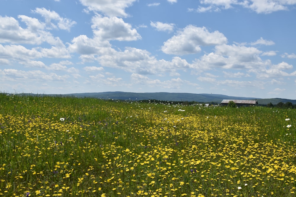 Un campo de flores