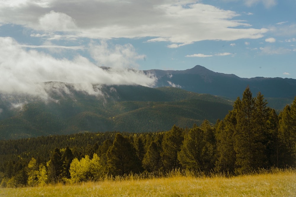 Un bosque de árboles y montañas