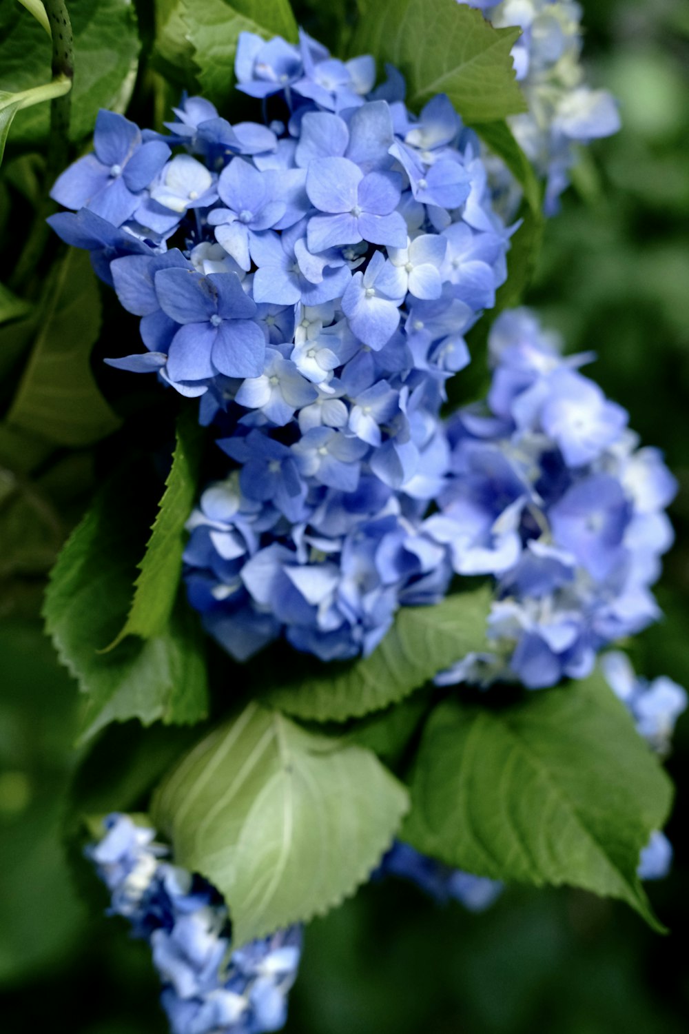 a close up of blue flowers