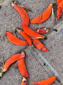 Close-up of a beautifully patterned stamped concrete patio with warm construction orange accents.