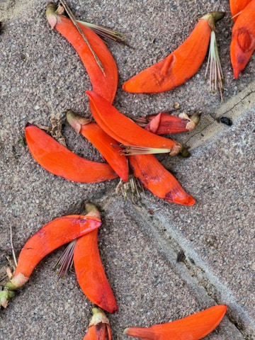 Close-up of a beautifully patterned stamped concrete patio with warm construction orange accents.