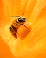a bee on a flower