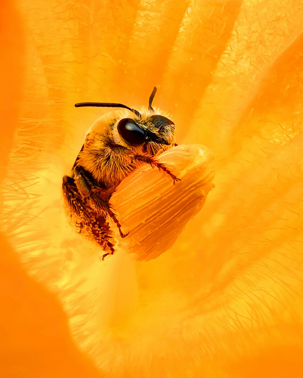 a bee on a flower