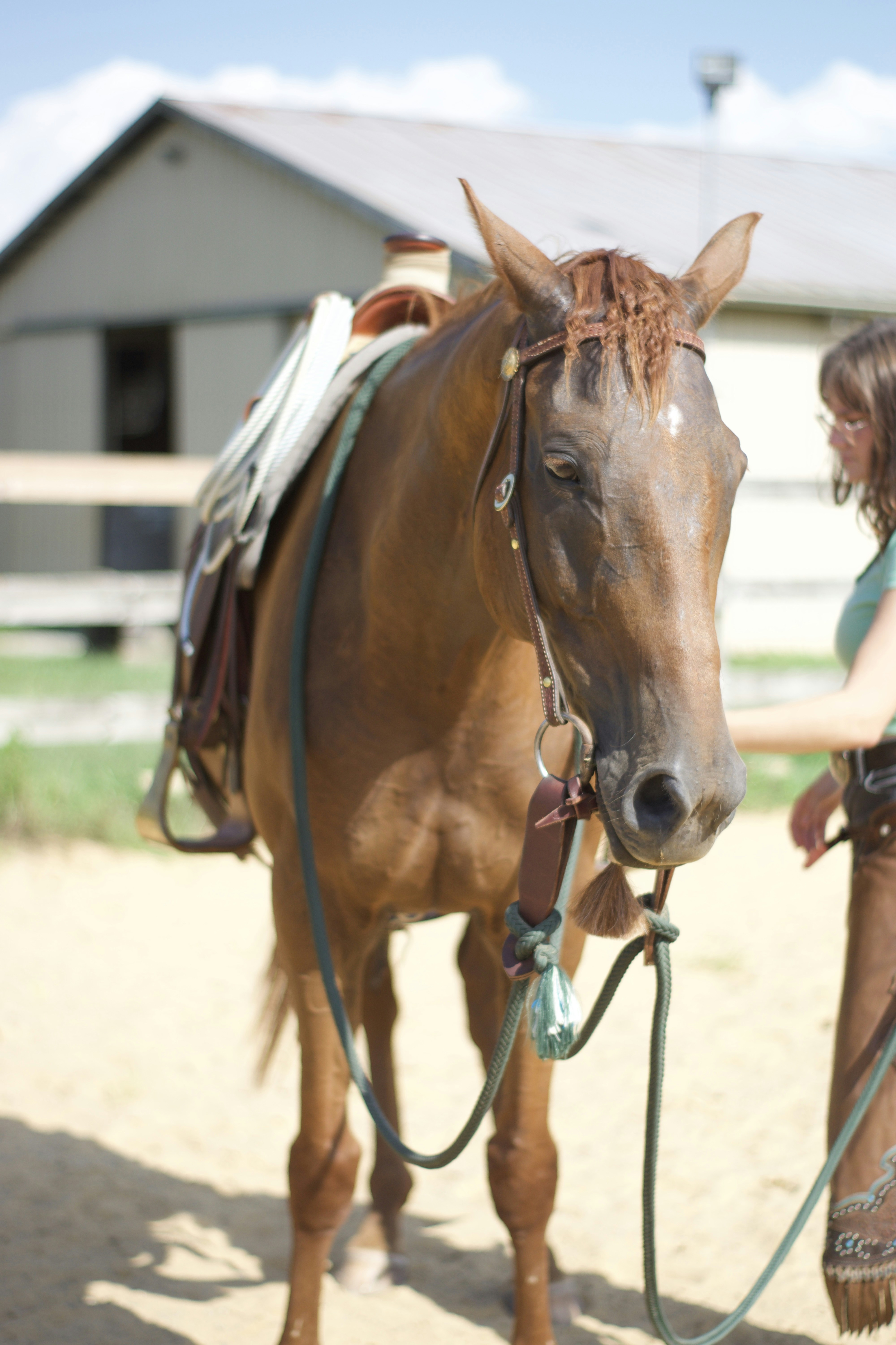 a person with a horse