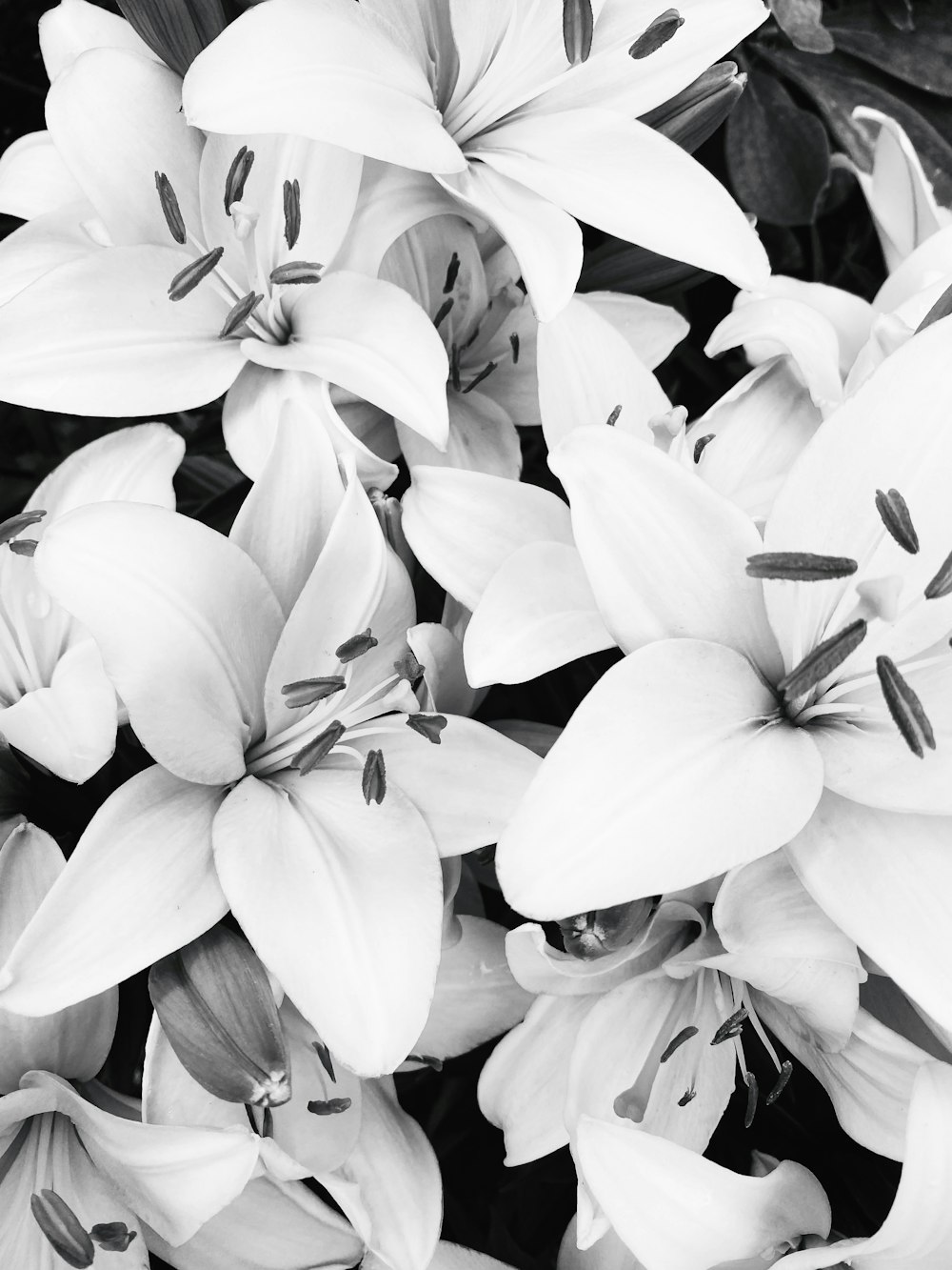 a close up of white flowers