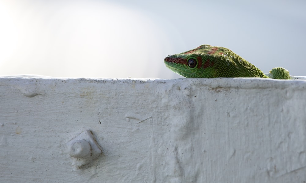 a green and white lizard on a white surface