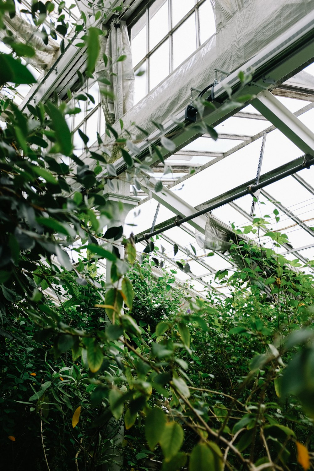 a greenhouse with plants