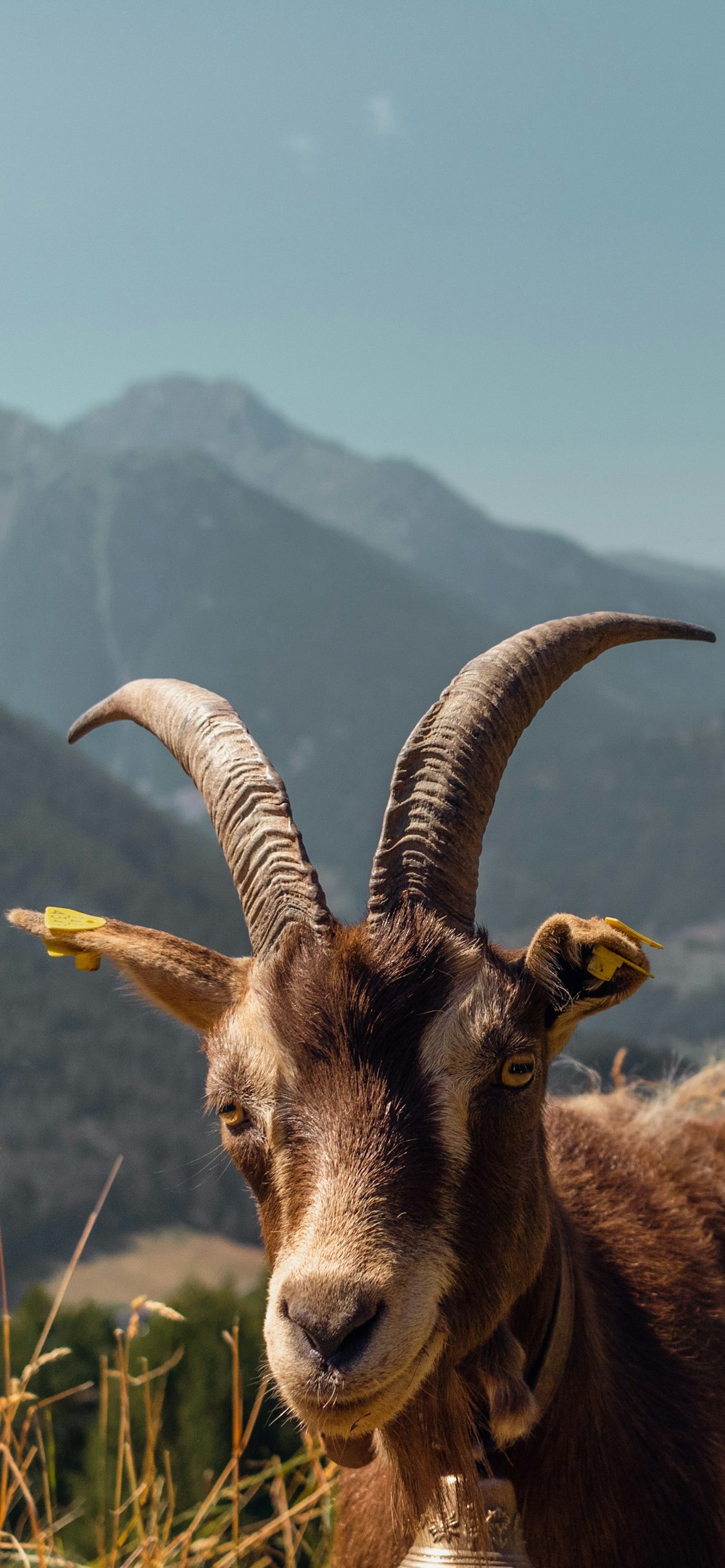 a goat with horns