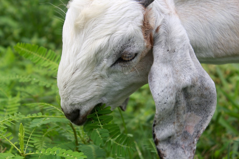 a close up of a goat