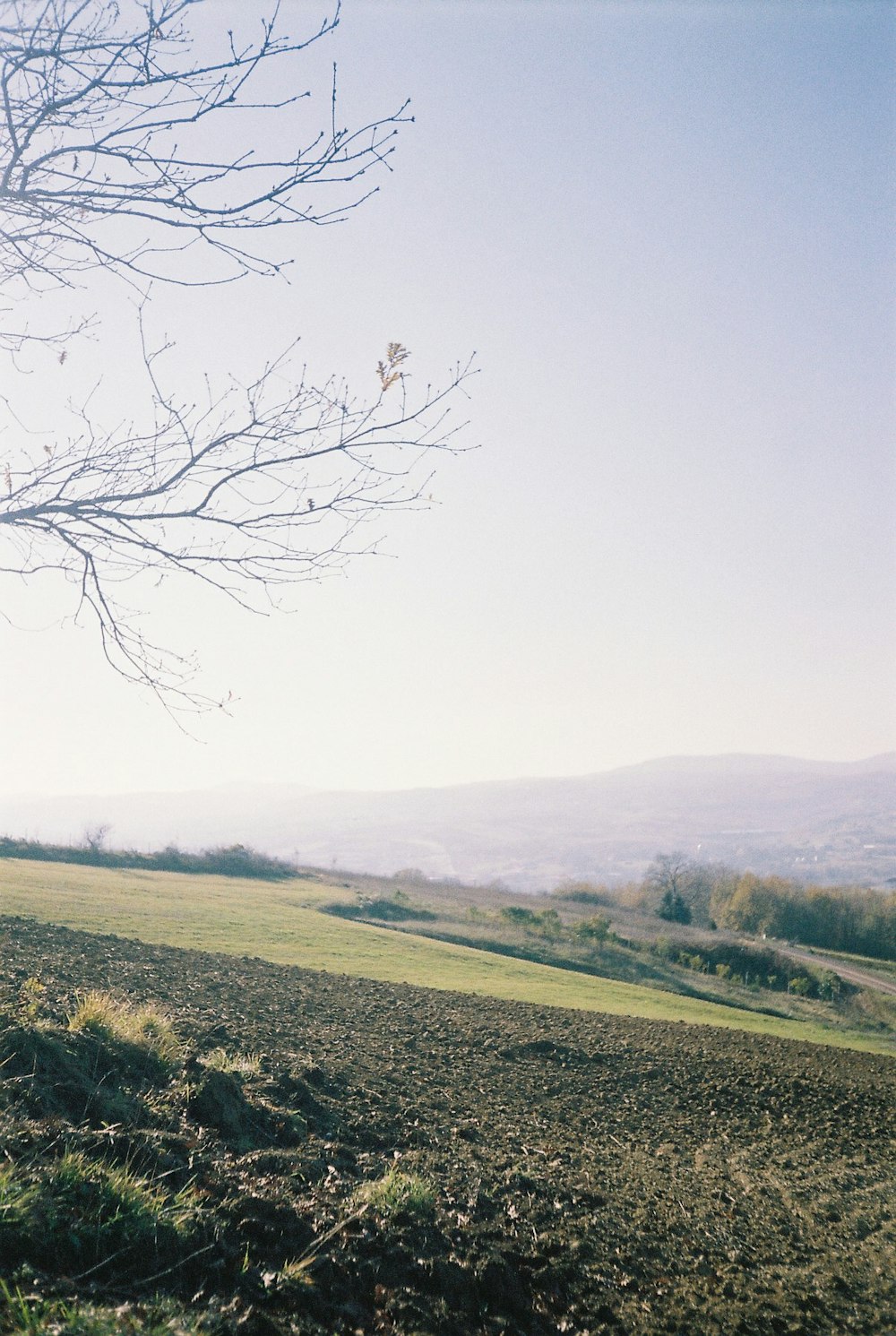 a tree in a field