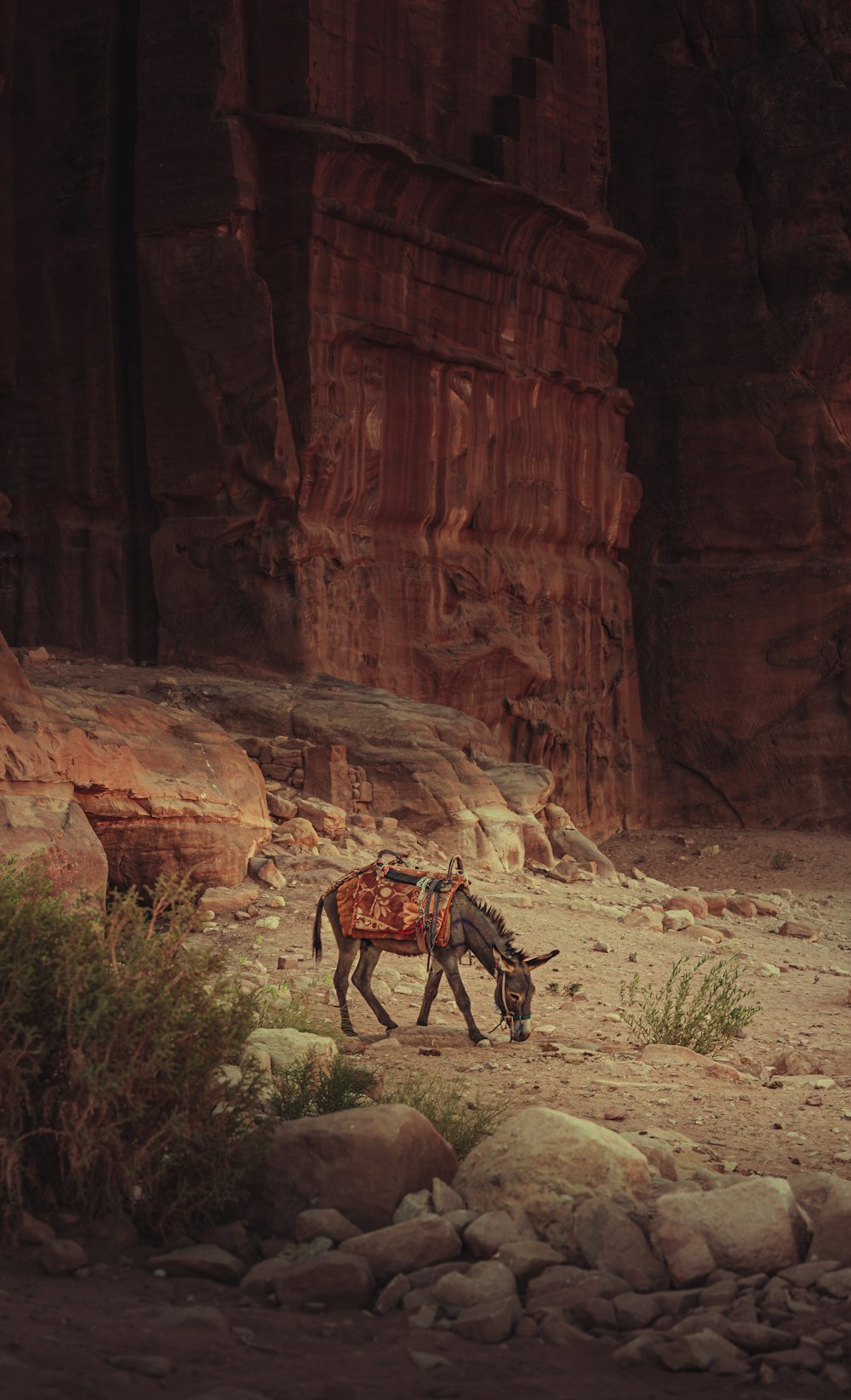a donkey with a saddle in a canyon