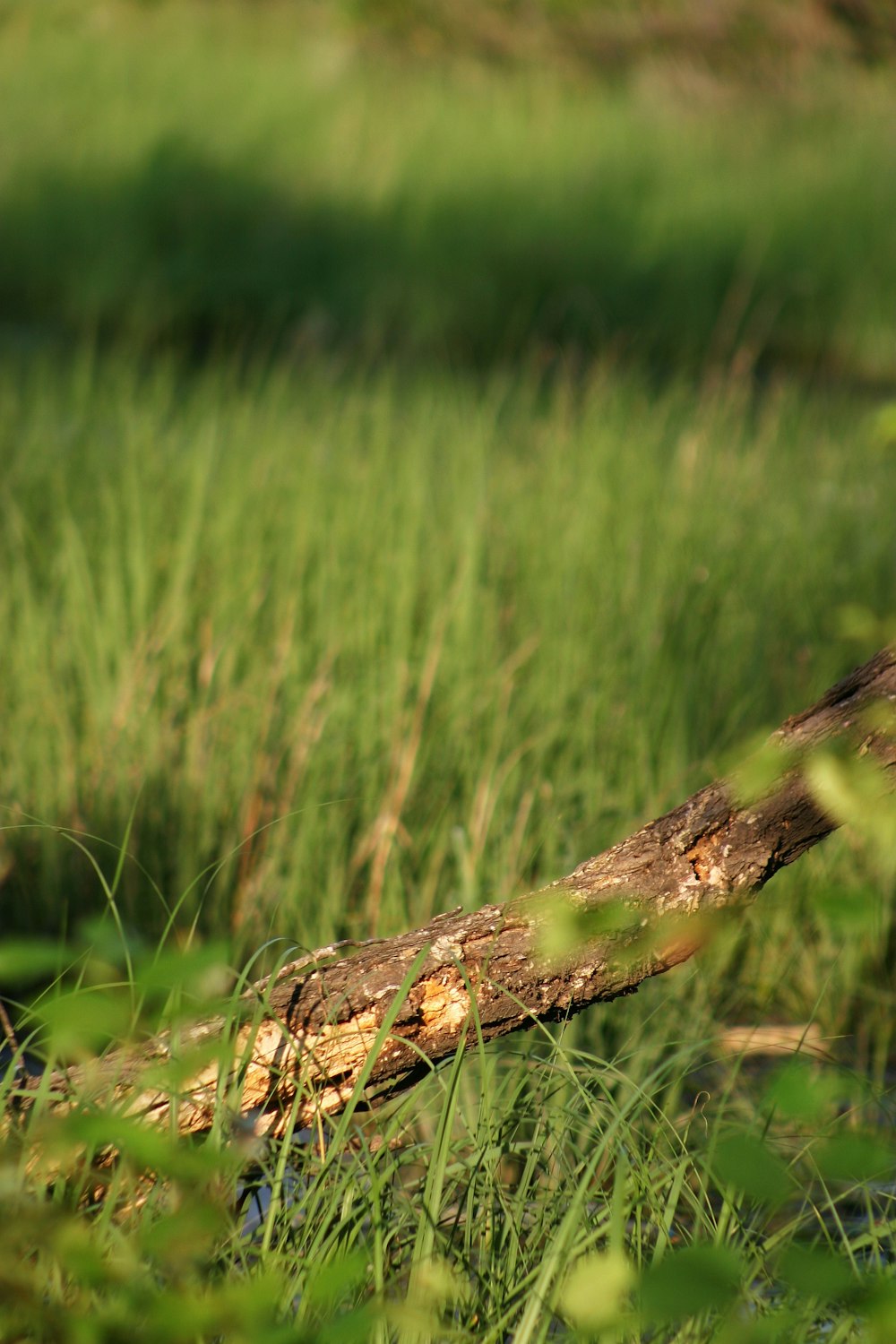 une branche dans l’herbe