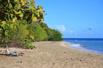 A tranquil beach scene with golden sand stretching along the shoreline, accompanied by clear blue ocean waves. Lush green foliage lines the edge of the beach, providing natural shade. Birds glide gracefully in the sky, while an empty beach chair sits on the sand, evoking a sense of solitude and relaxation.