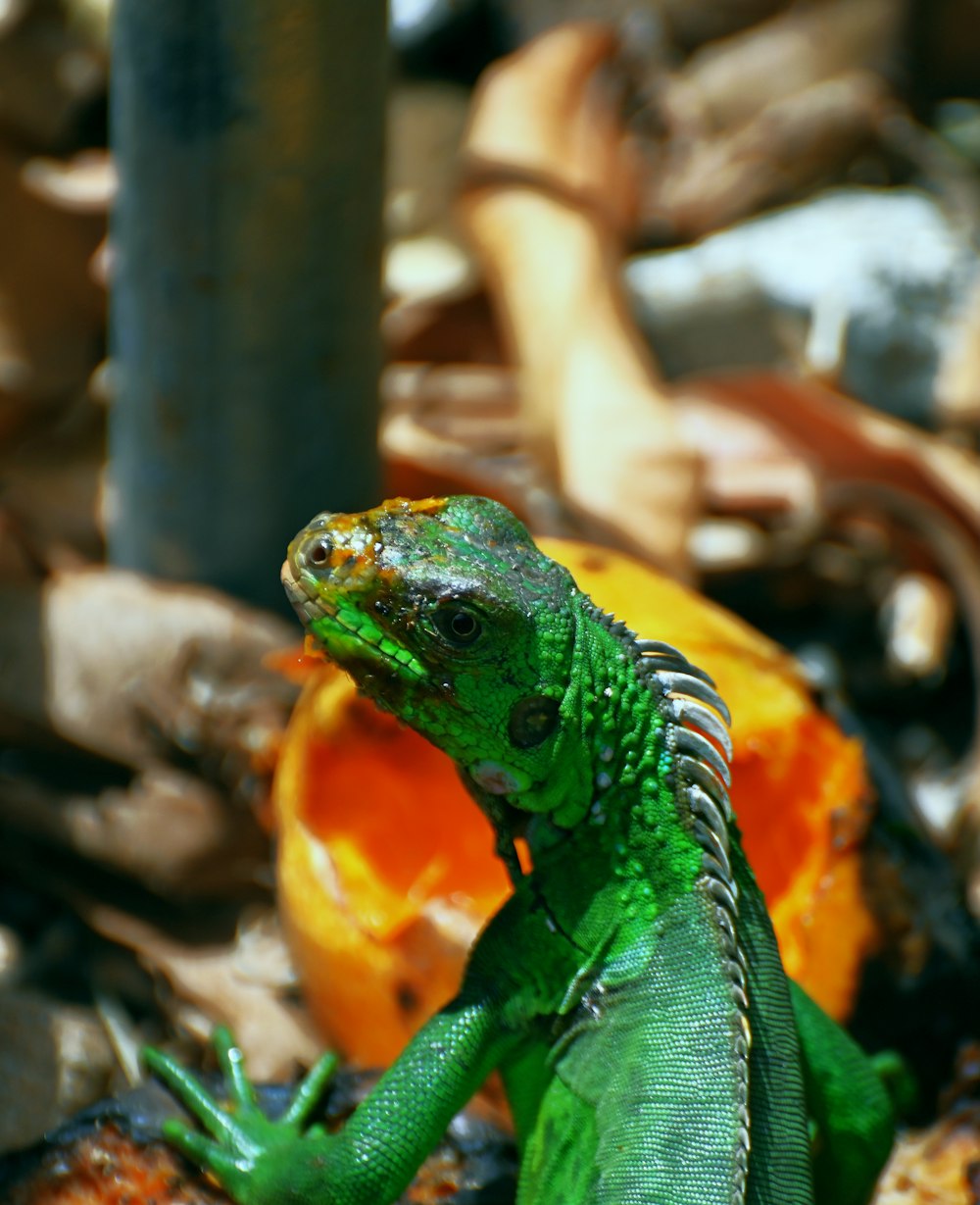 a lizard with a snake in its mouth