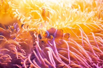 a clown fish in an orange coral