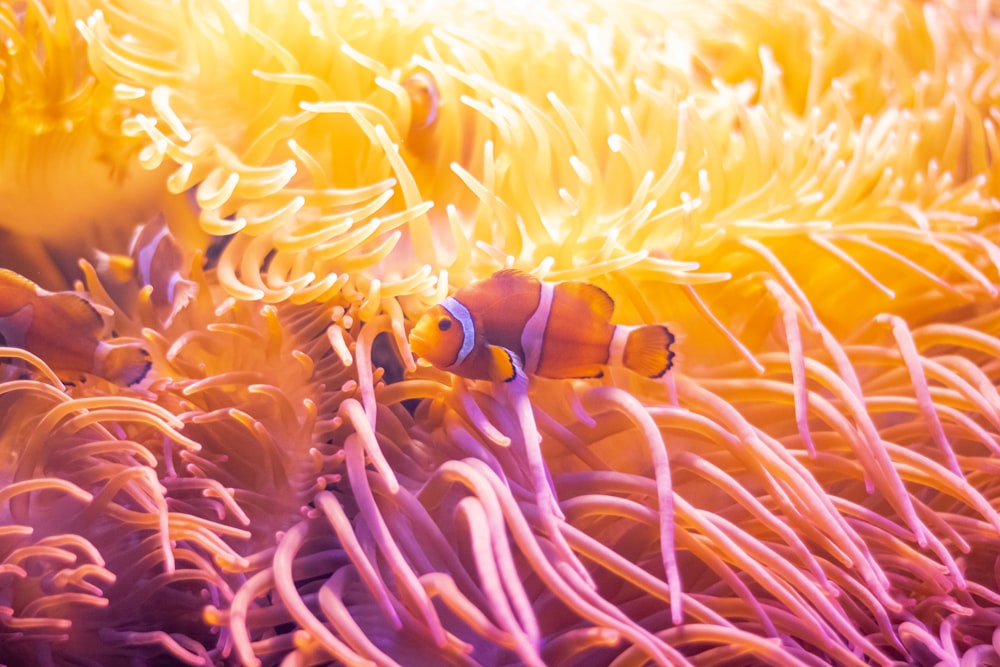 a clown fish in an orange coral