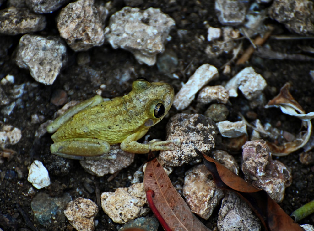 a frog on a rock