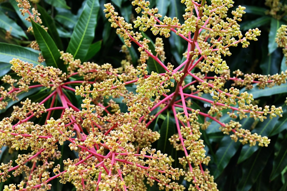 a close-up of some plants