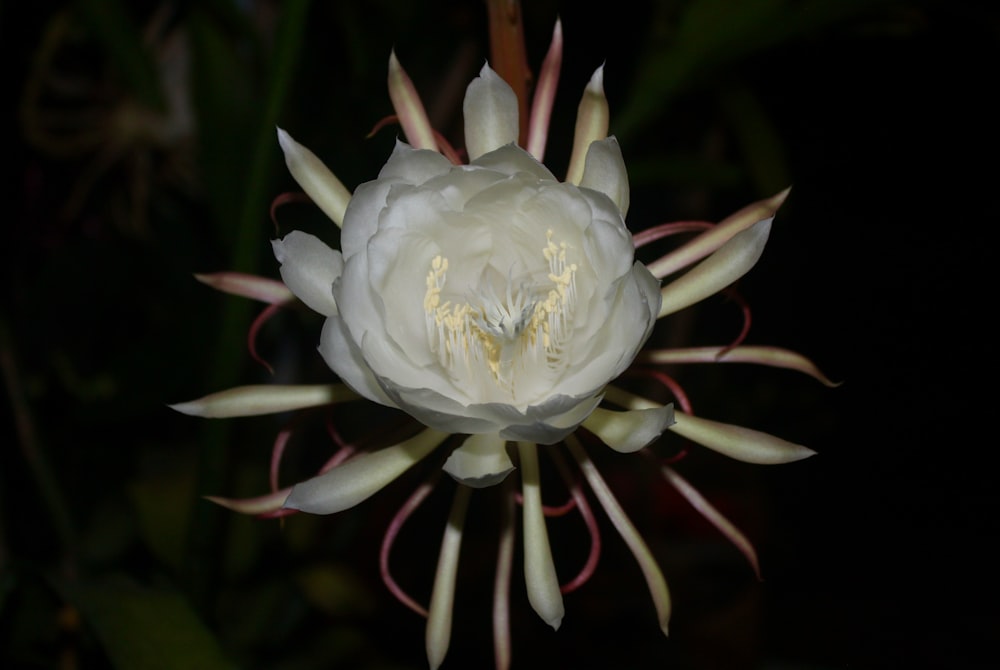 a close up of a flower