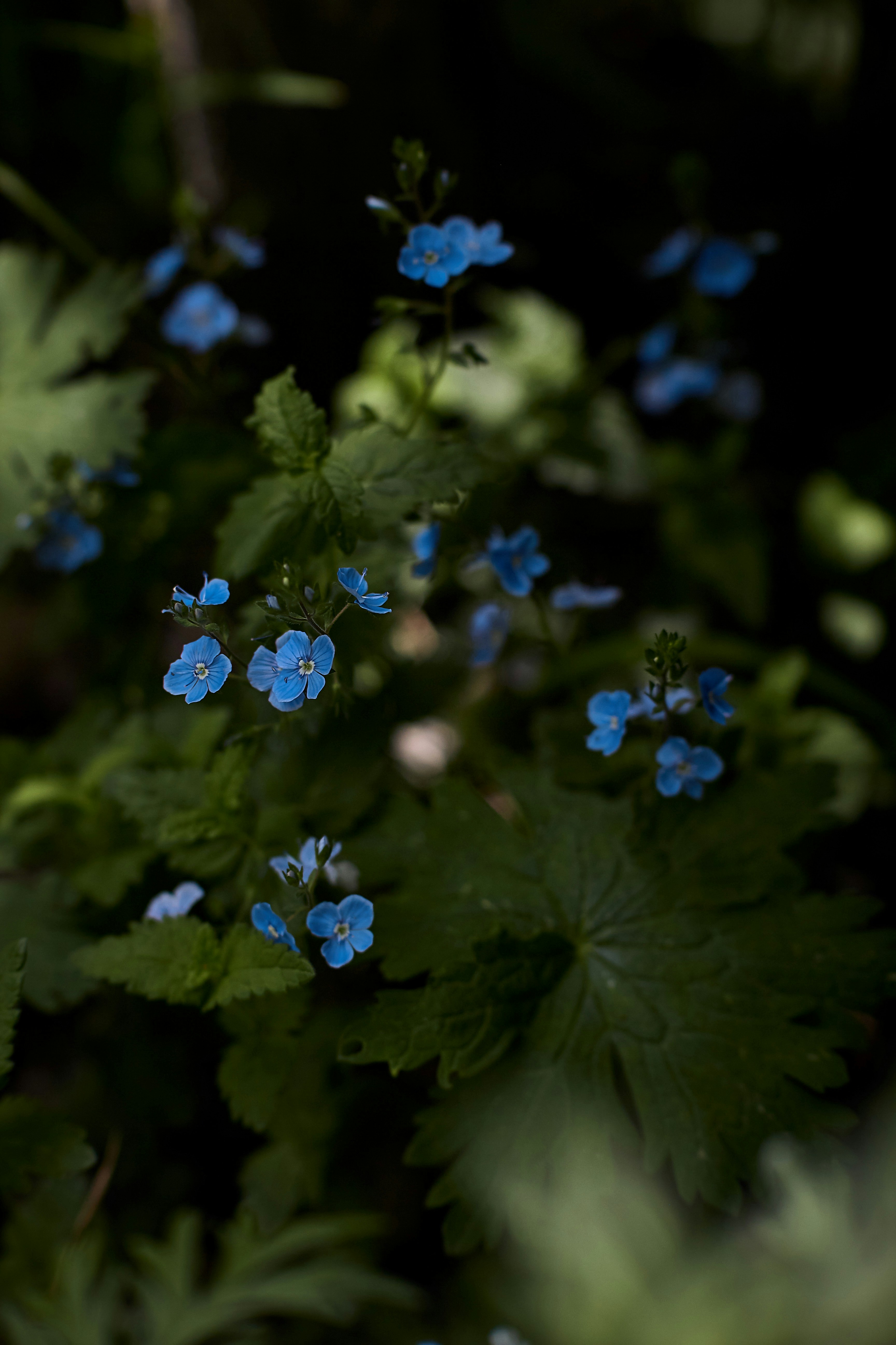 Photo by barsuklis