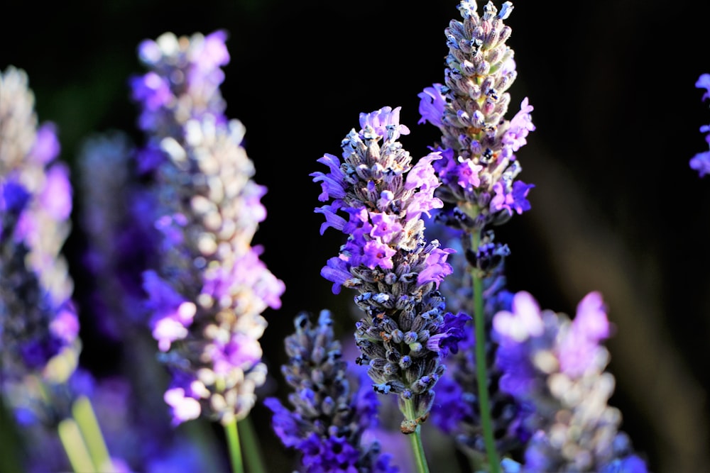 a close up of purple flowers