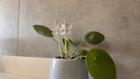 A small plant in a white ceramic pot is placed against a textured gray wall. The plant has large, circular green leaves and several transparent glass spheres are arranged on thin wooden sticks, mimicking a decorative flower on the plant.