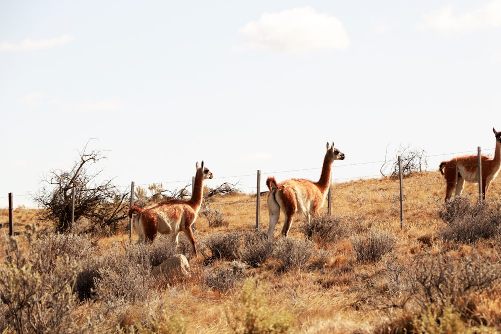 a group of animals in a field