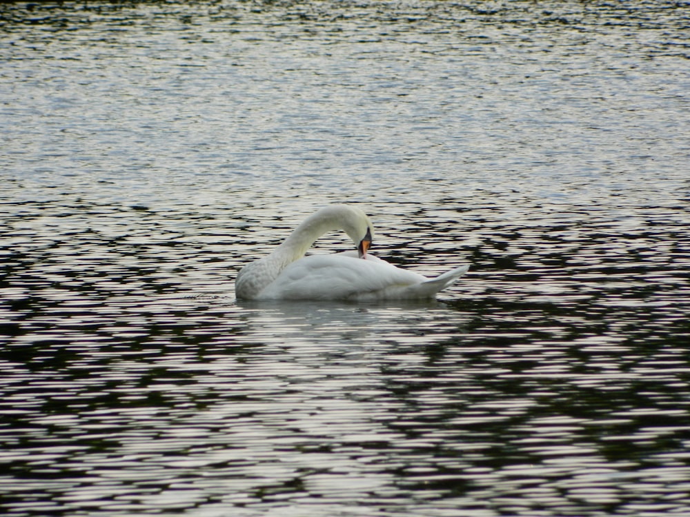 a couple swans swimming in a lake