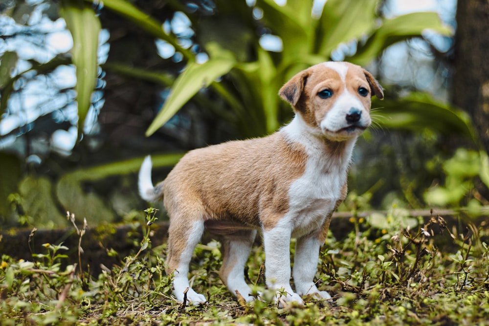 a dog standing in the woods