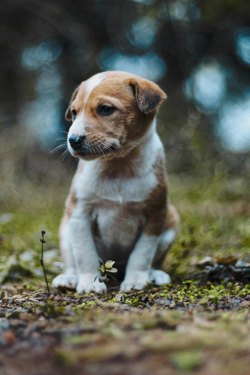 a puppy standing on grass