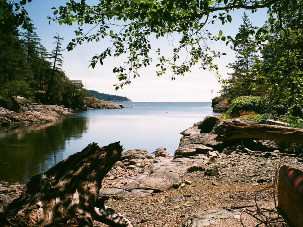a rocky beach with trees and water
