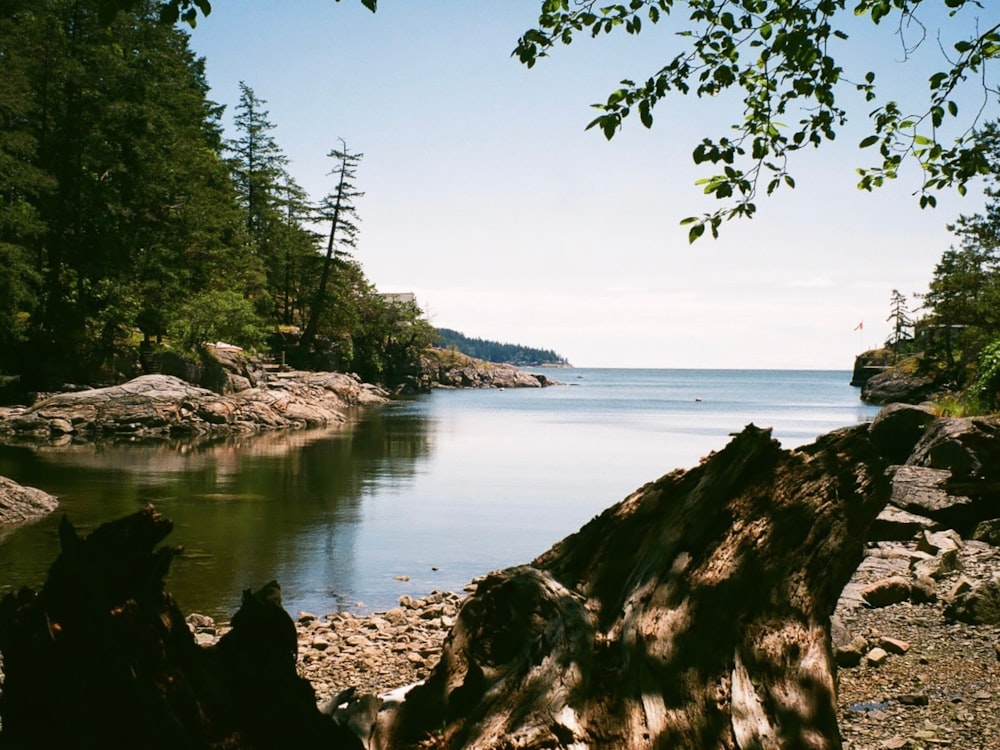 a rocky beach with trees and water