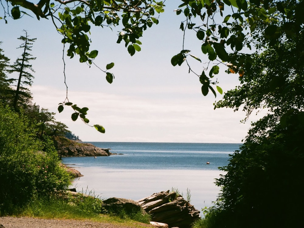 a beach with trees and rocks