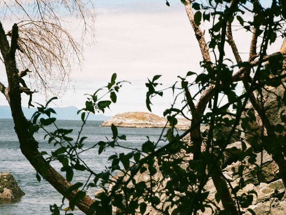 a view of a beach and ocean