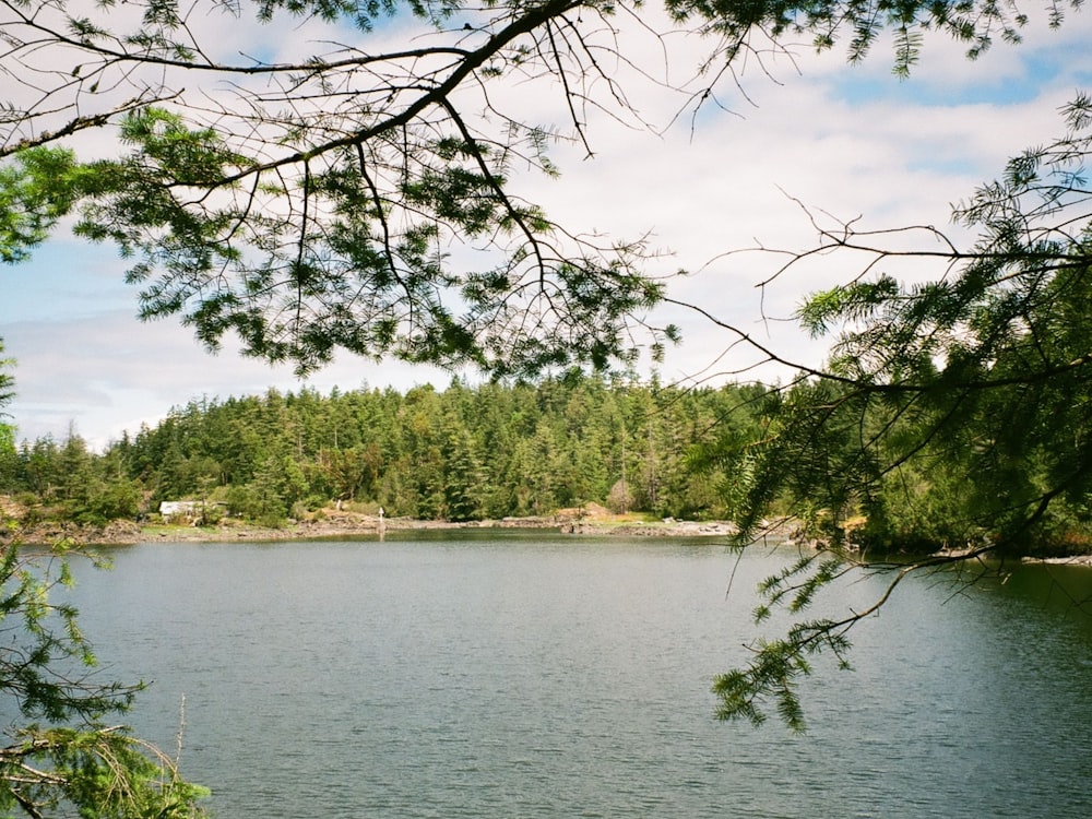 a body of water with trees around it