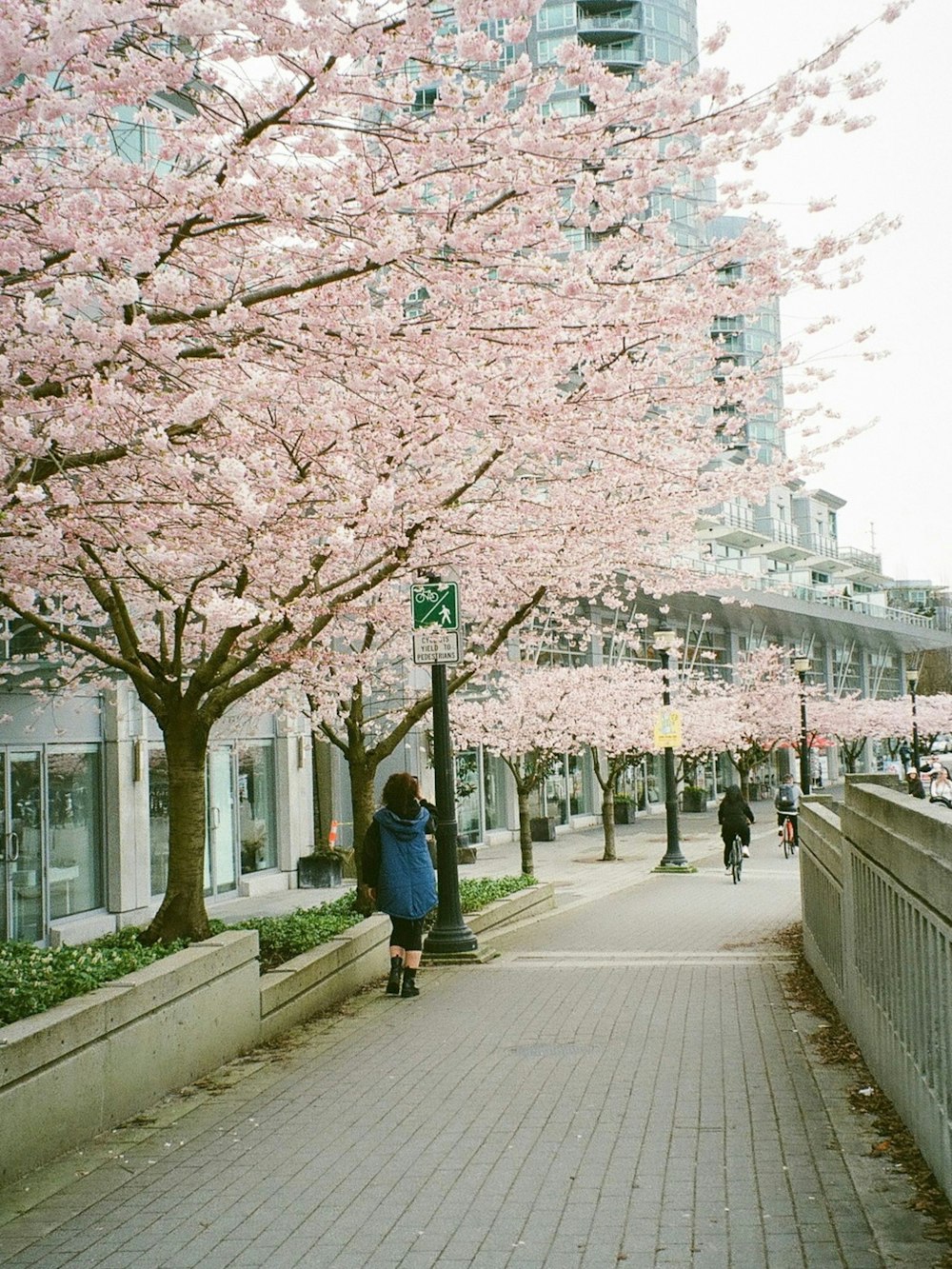 a person walking on a sidewalk with pink trees on either side of it