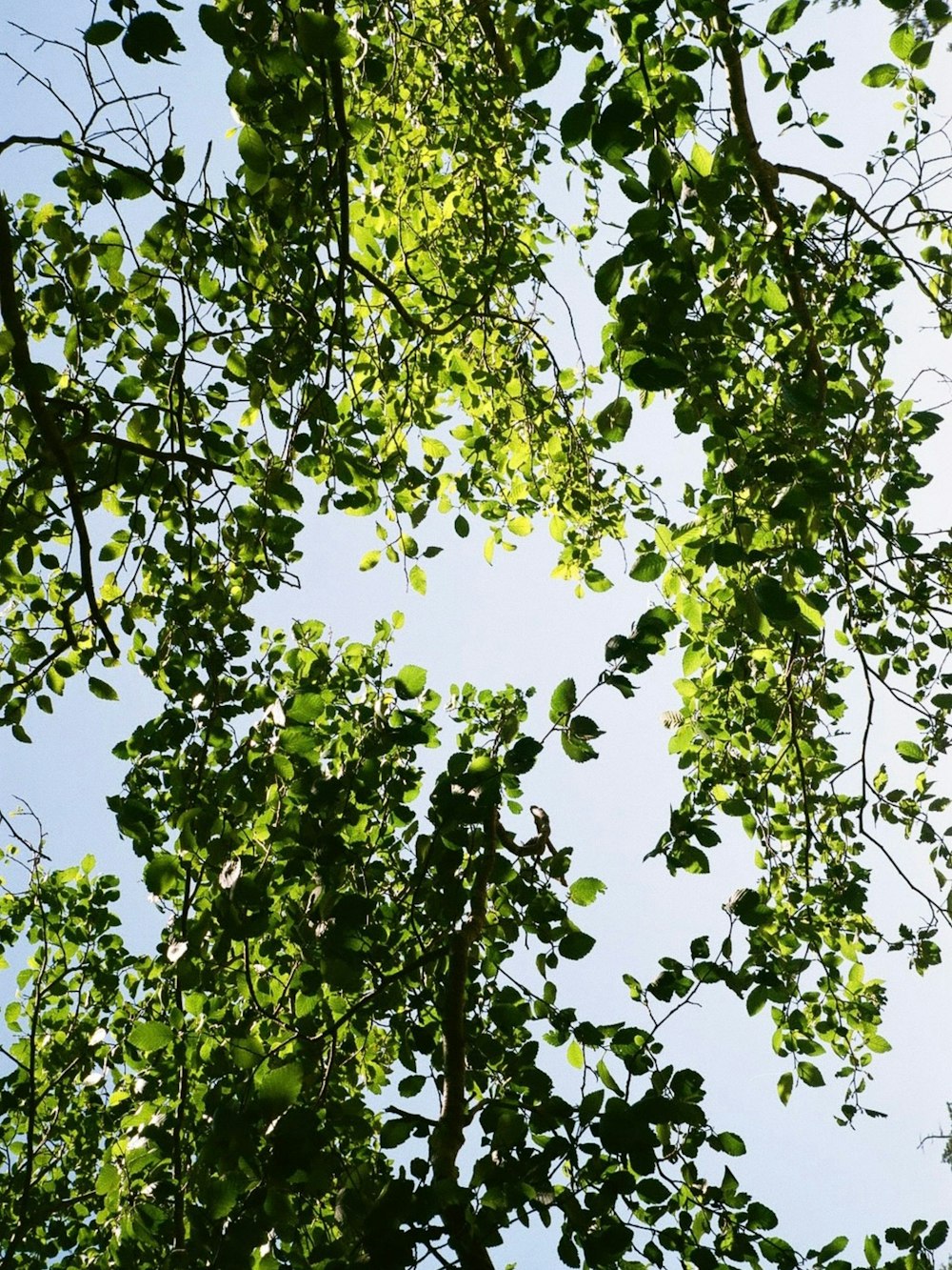 a tree with green leaves