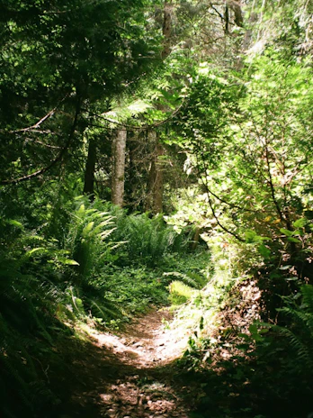 A lush forest trail winding through towering Douglas fir trees, dappled with sunlight.
