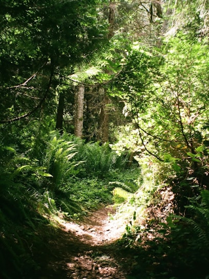 A lush green rainforest trail winding through towering trees under a bright blue sky.