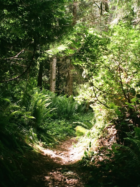 A lush green forest path leading to a hidden waterfall.