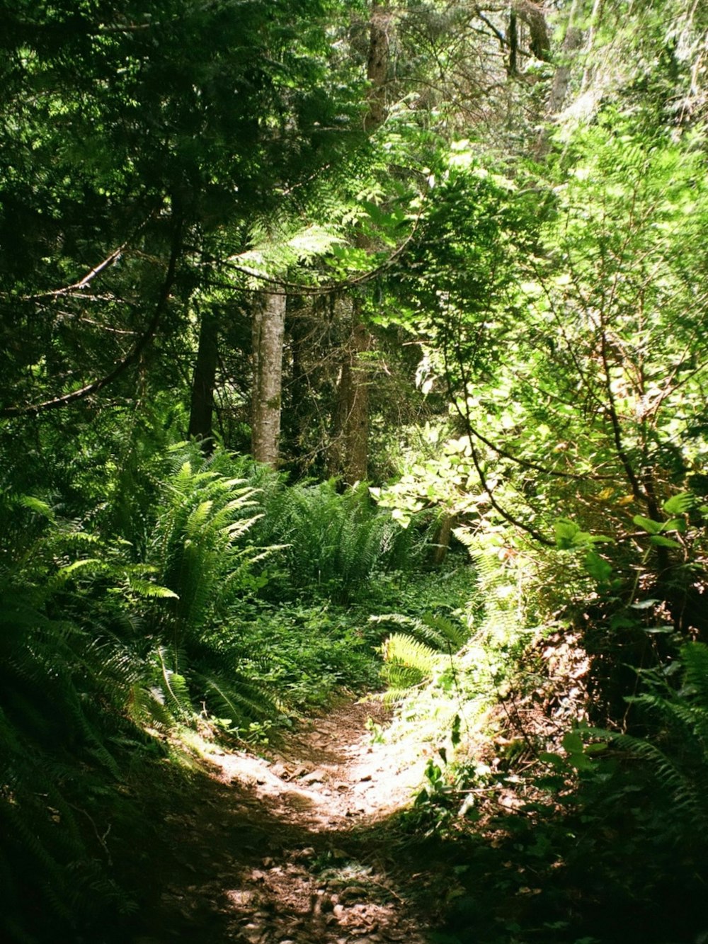 a path through a forest