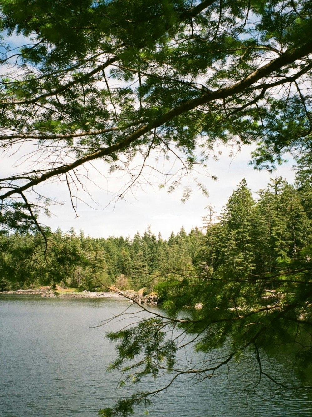 a body of water with trees around it