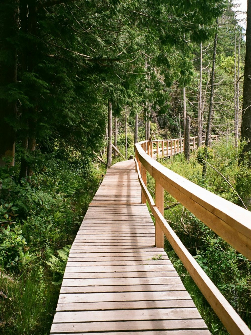 a wooden bridge in the woods