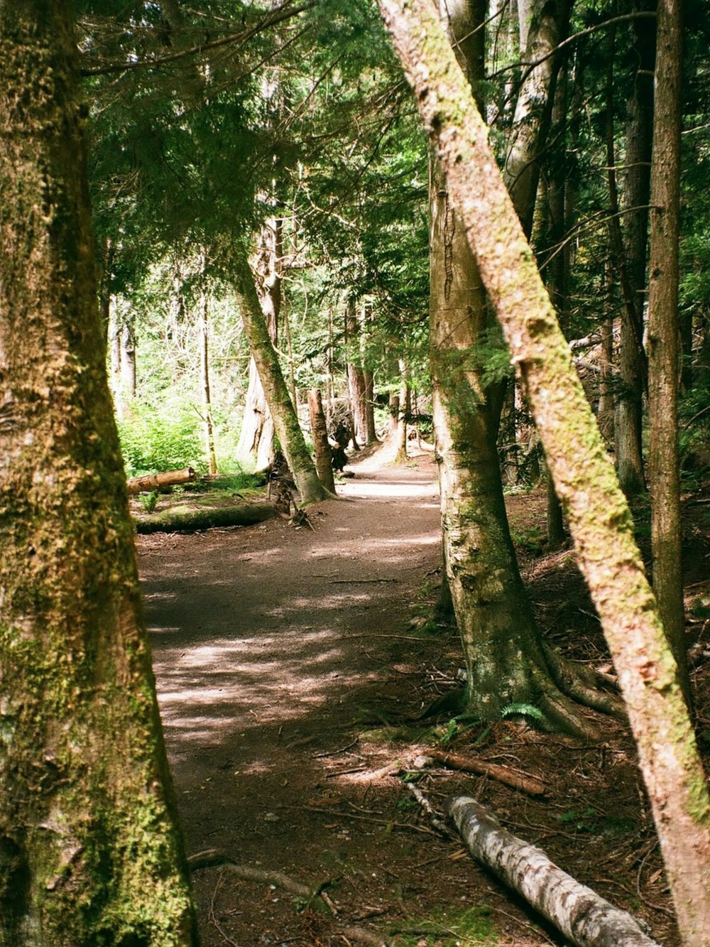 Un camino a través de un bosque
