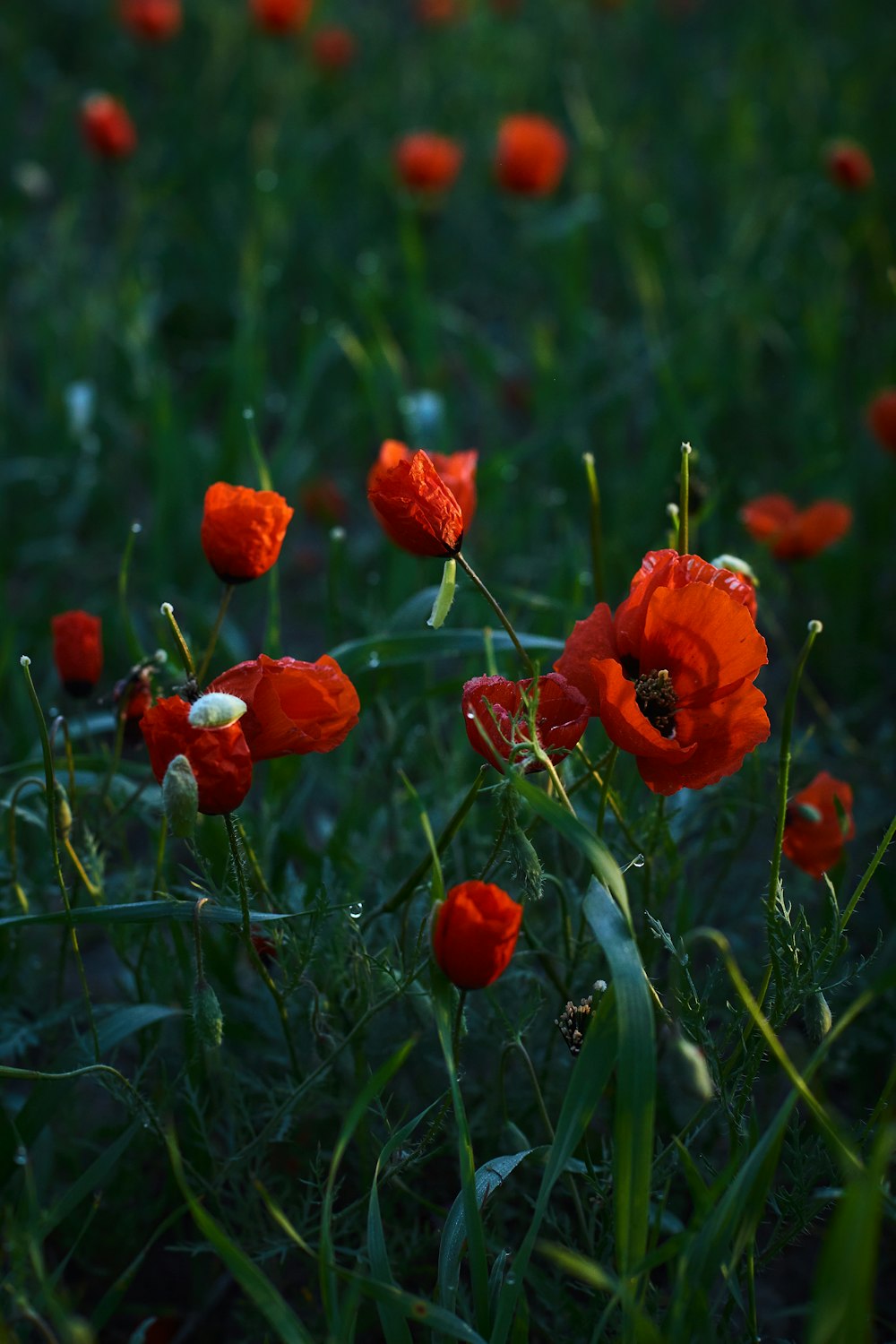 a field of red flowers